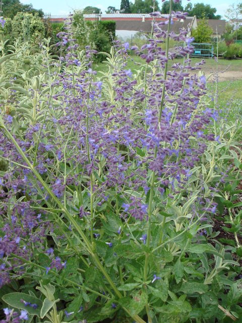 Perovskia atriplicifolia fleur P4 P11